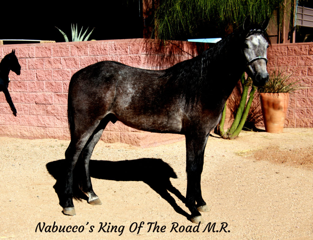 Nabucco´s King Of The Road M.R._27 copy